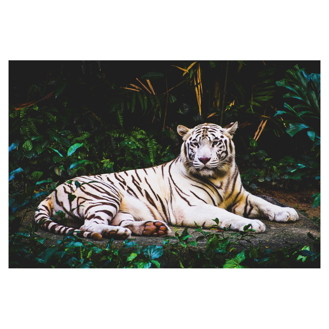 11.1 Indian Wood - Pierre Guillaume Paris
