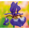 14 Iris Oriental - Pierre Guillaume Paris - Eau de parfum