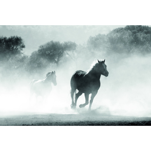 3.1 Arabian Horse - Pierre Guillaume Paris Eau de parfum